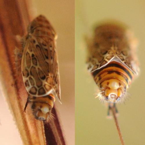 Jassargus sp.